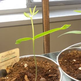 Photo of the plant species Gray Pigeon Pea by @StoutBabycroton named Queen on Greg, the plant care app
