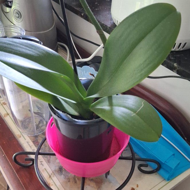 Photo of the plant species Orchid by @Zanygal444 named LiloStitch on Greg, the plant care app