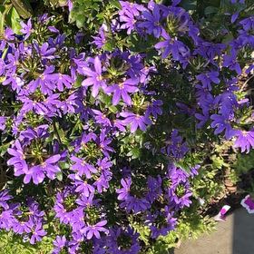 Photo of the plant species Serbian Bellflower by @SageGoatwillow named Keanu Leaves on Greg, the plant care app