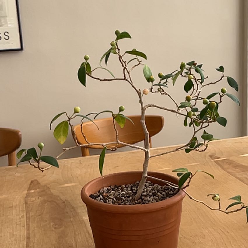 Photo of the plant species Mistletoe Fig by @GodlyGreencoral named Ficus Deltoidea on Greg, the plant care app