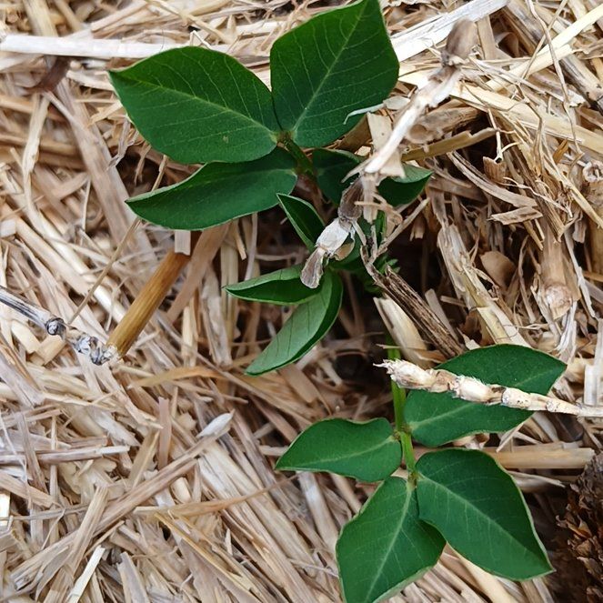 Photo of the plant species Pithecellobium Dulce by @YeveBanyanfig named Lavender on Greg, the plant care app