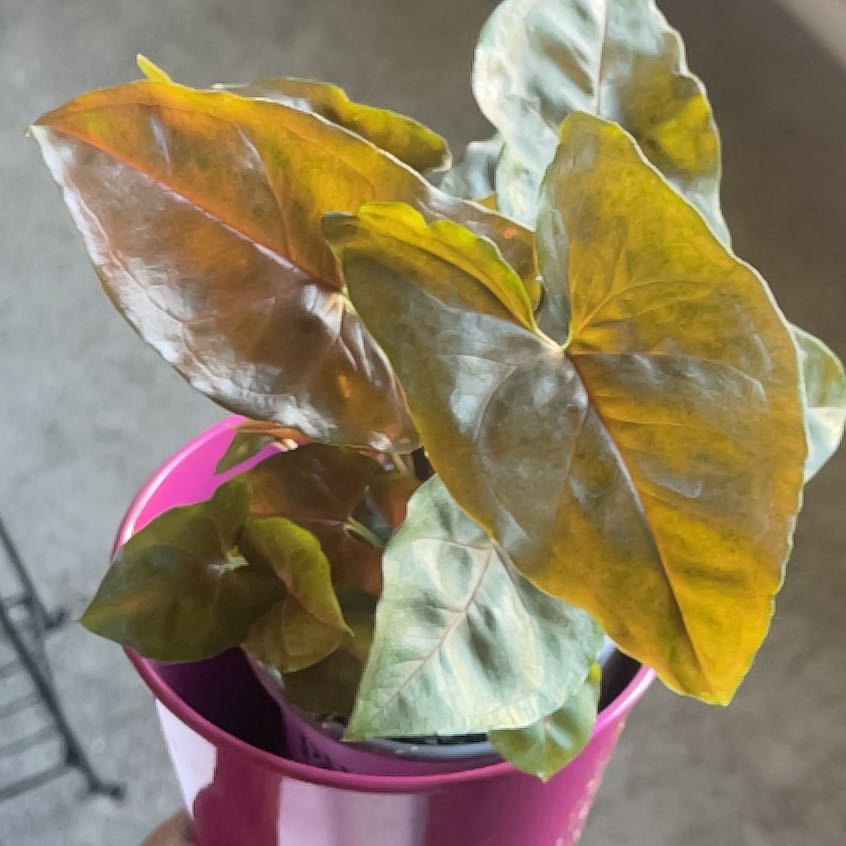 Photo of the plant species maria arrowhead plant by @AnewKolanuttree named Lebron on Greg, the plant care app