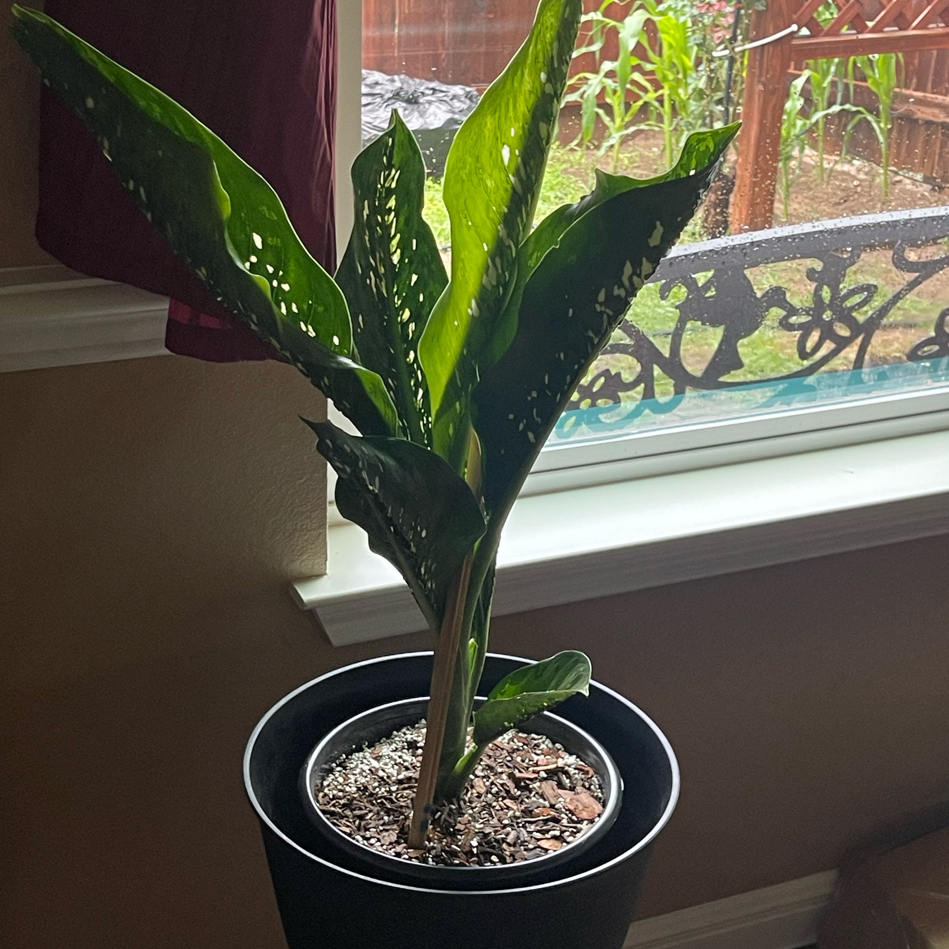 Photo of the plant species Diffenbachia Crocodile by @AnewKolanuttree named Mollie on Greg, the plant care app