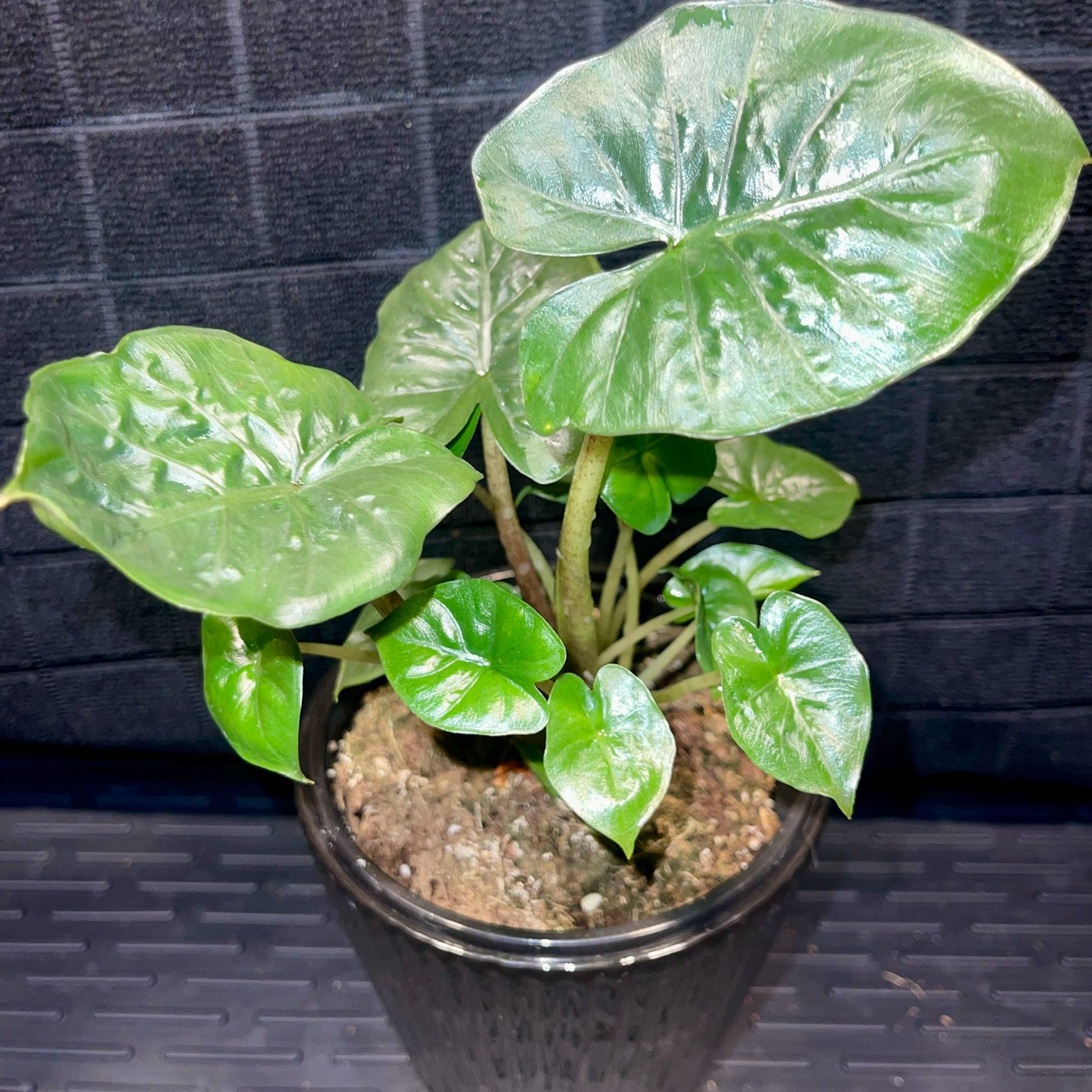 Photo of the plant species Elephant Ear by @AnewKolanuttree named Sir Plancelot on Greg, the plant care app
