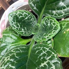 Photo of the plant species Streptocarpus 'Pretty Turtle' by @AnewKolanuttree named Bieber on Greg, the plant care app