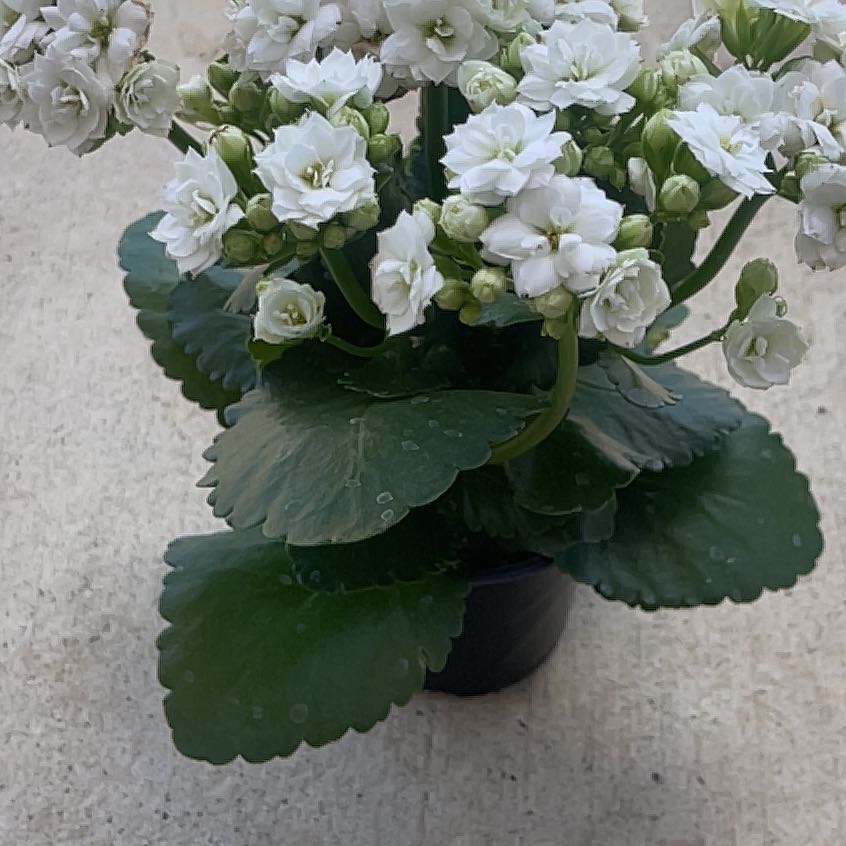Photo of the plant species Calandiva by @AnewKolanuttree named Xena on Greg, the plant care app