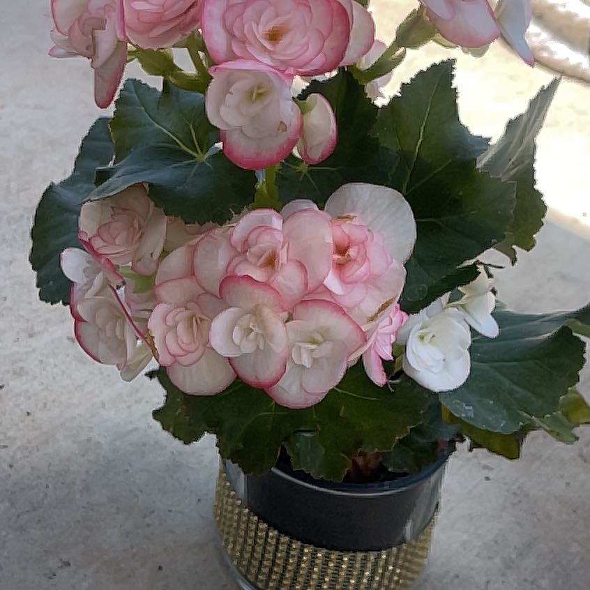Photo of the plant species Rieger Begonia by @AnewKolanuttree named Rihanna on Greg, the plant care app