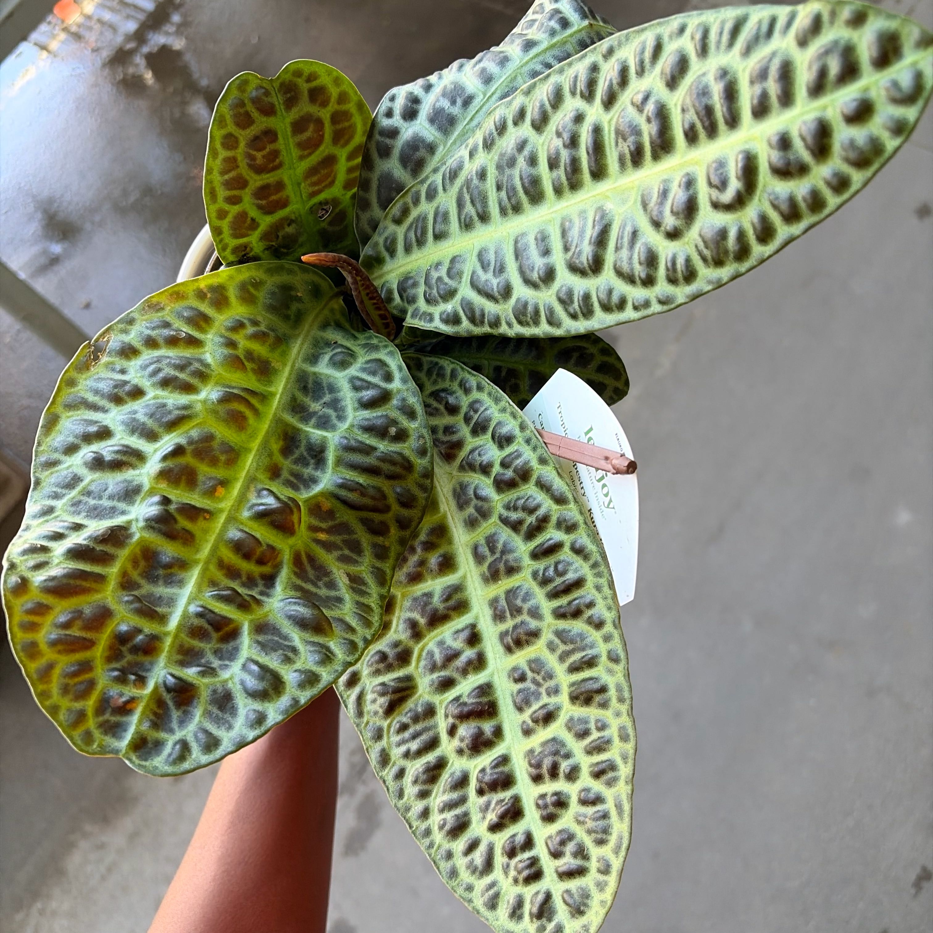 Photo of the plant species Goodyera Pubescens by @AnewKolanuttree named Bruce Lee on Greg, the plant care app