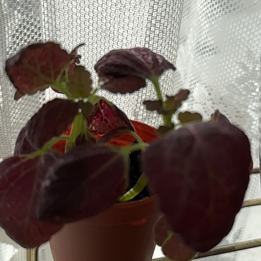 Photo of the plant species Black Dragon Coleus by @PivotalBagpod named Draco on Greg, the plant care app