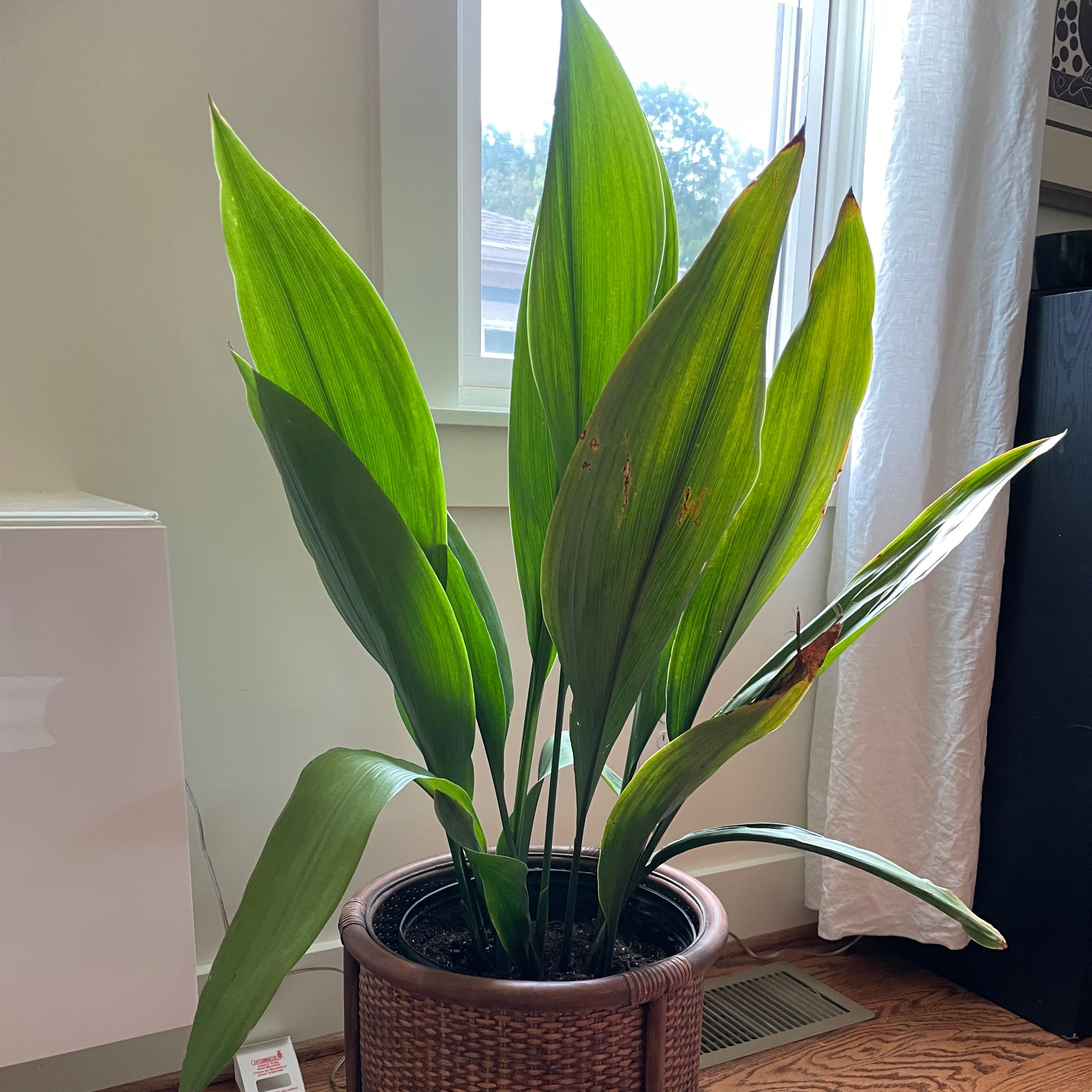 Photo of the plant species Cast Iron Plant by @garysplants named Queen on Greg, the plant care app