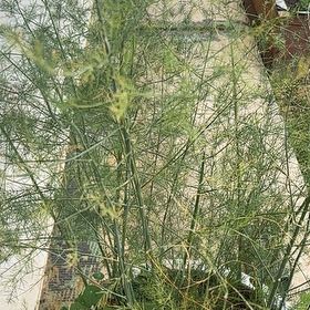 Photo of the plant species Garden Asparagus by @SereneRamarama named Messi on Greg, the plant care app
