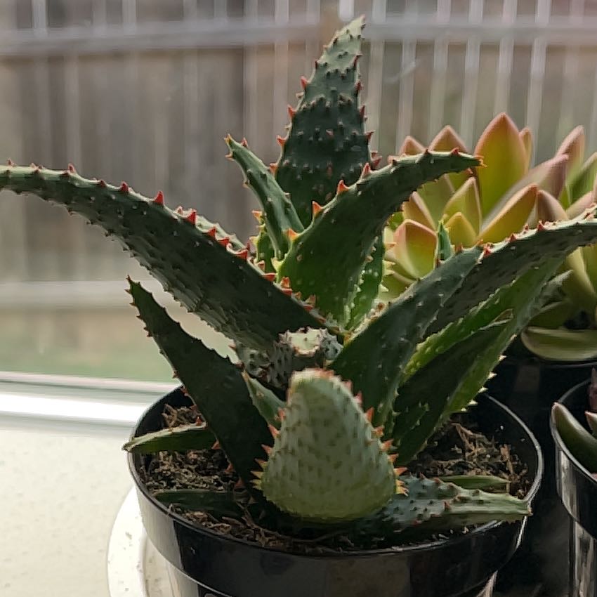 Photo of the plant species Aloe castilloniae 'Blue’ by @GenerousBibi45 named Planty on Greg, the plant care app