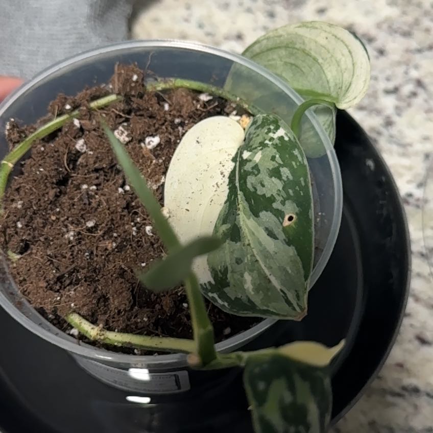 Photo of the plant species Scindapsus pictus ‘Mangurai’ by @MoonSage named Huckleberry Fern on Greg, the plant care app