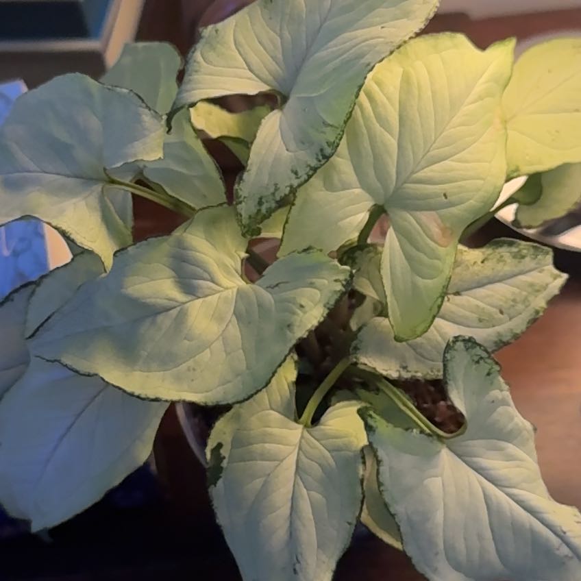 Photo of the plant species Syngonium by @MoonSage named Mochi on Greg, the plant care app