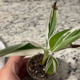 Photo of the plant species Ae Ae Banana by @MoonSage named Gates on Greg, the plant care app