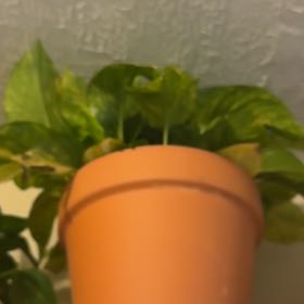 Photo of the plant species Fernando’s Fire Pothos by @Lray1023 named Ronaldo on Greg, the plant care app