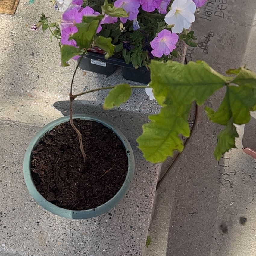 Photo of the plant species Oak Tree by @SupportiveAgave named Jack on Greg, the plant care app