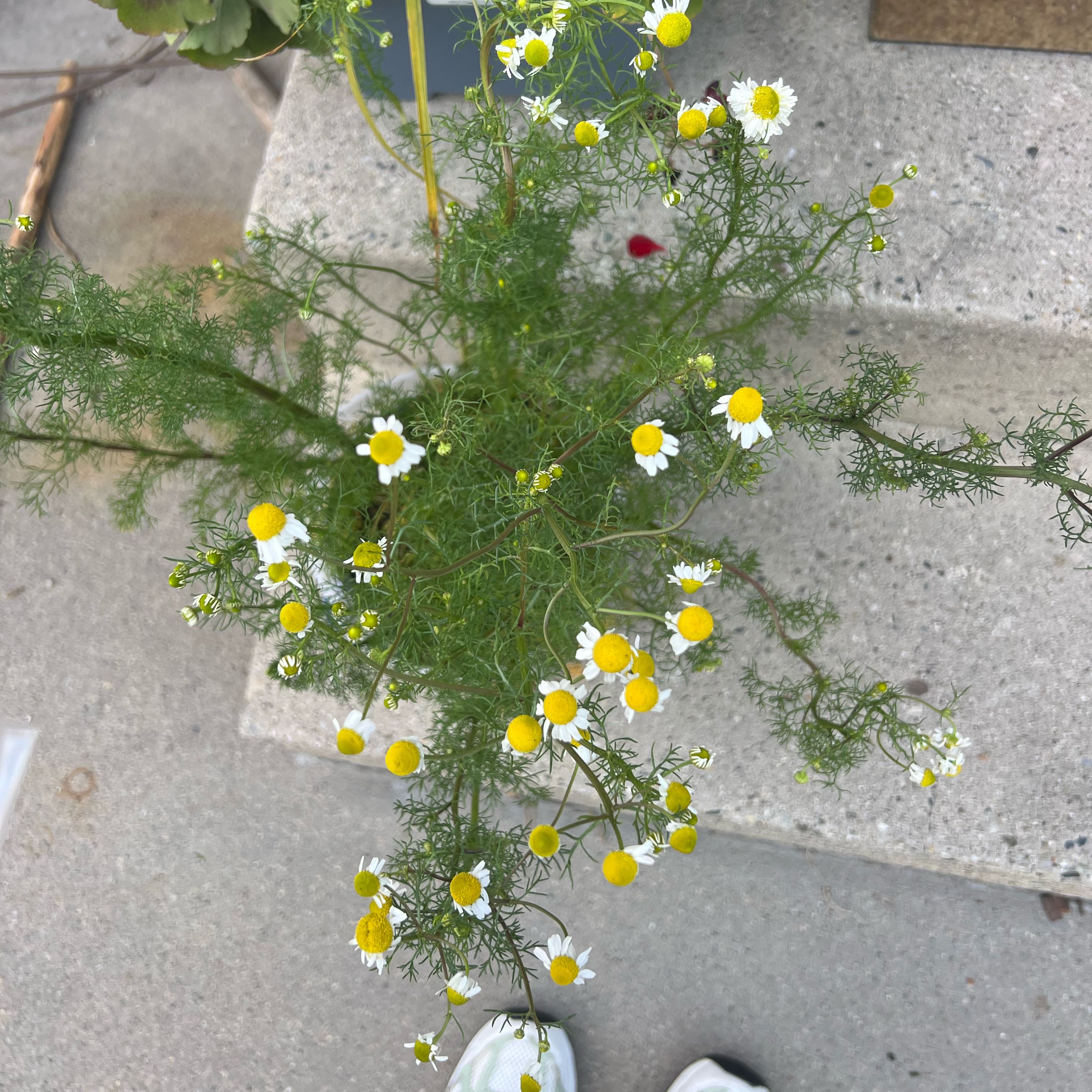 Photo of the plant species German Chamomile by @SupportiveAgave named Chamomila on Greg, the plant care app