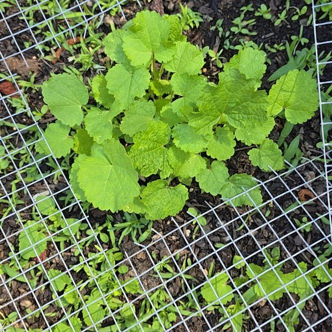 Photo of the plant species Hollyhock by @GemBlinks20 named Leaf Erickson on Greg, the plant care app