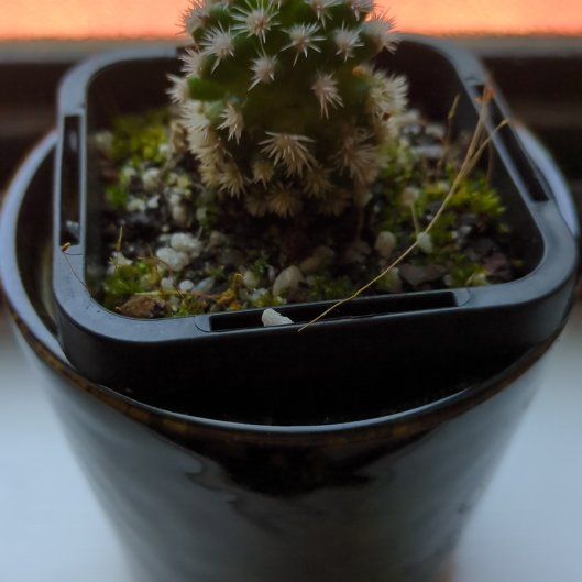 Photo of the plant species Arizona Snowcap by @SilkenKoa88 named Leaf Erickson on Greg, the plant care app