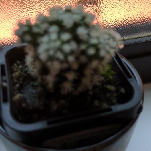 Photo of the plant species Arizona Snowcap by @SilkenKoa88 named McKinley on Greg, the plant care app