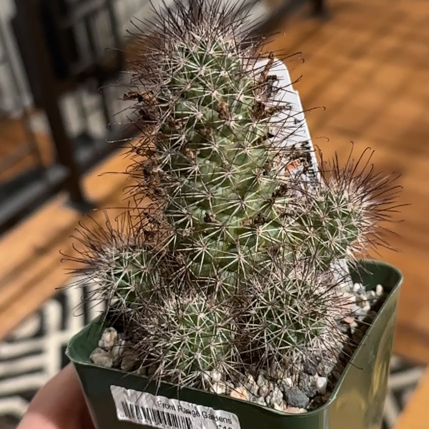 Photo of the plant species Mammillaria fraileana by @SinewyRedfir named Harmony on Greg, the plant care app