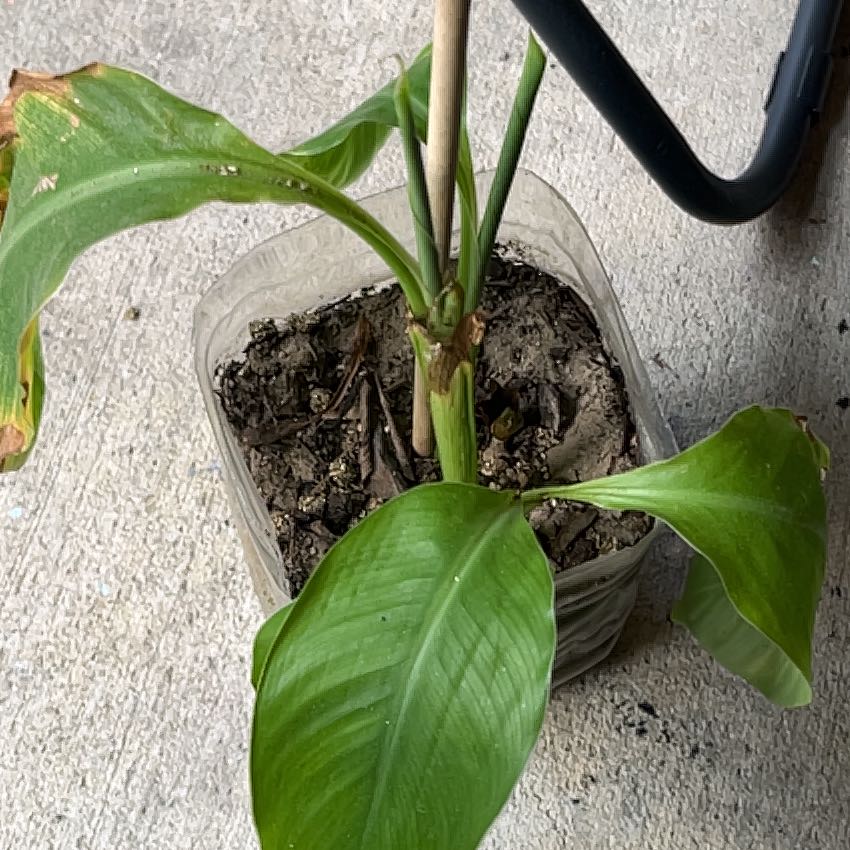 Photo of the plant species Plantain by @CongenialPepino named Leonardo on Greg, the plant care app