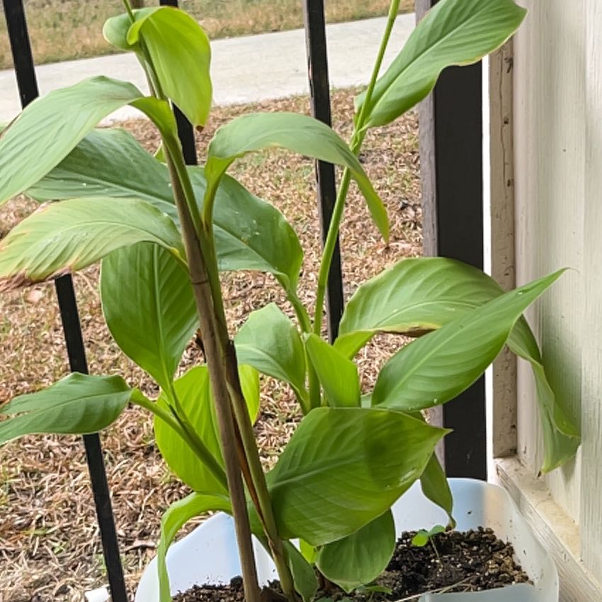Photo of the plant species Tree Plantain by @CongenialPepino named Marilyn on Greg, the plant care app