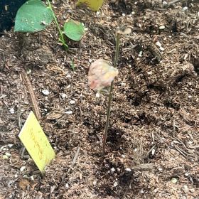 Photo of the plant species Legacy Blueberry Bush by @CongenialPepino named Tolkien on Greg, the plant care app