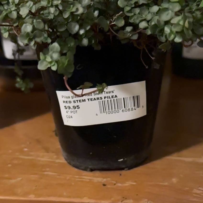 Photo of the plant species Red Stem Pilea by @LadyHorsemint named Leaf Erickson on Greg, the plant care app