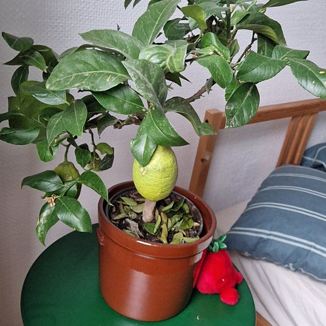 Photo of the plant species calamondin tree by @TenableSeagrape named Keanu Leaves on Greg, the plant care app