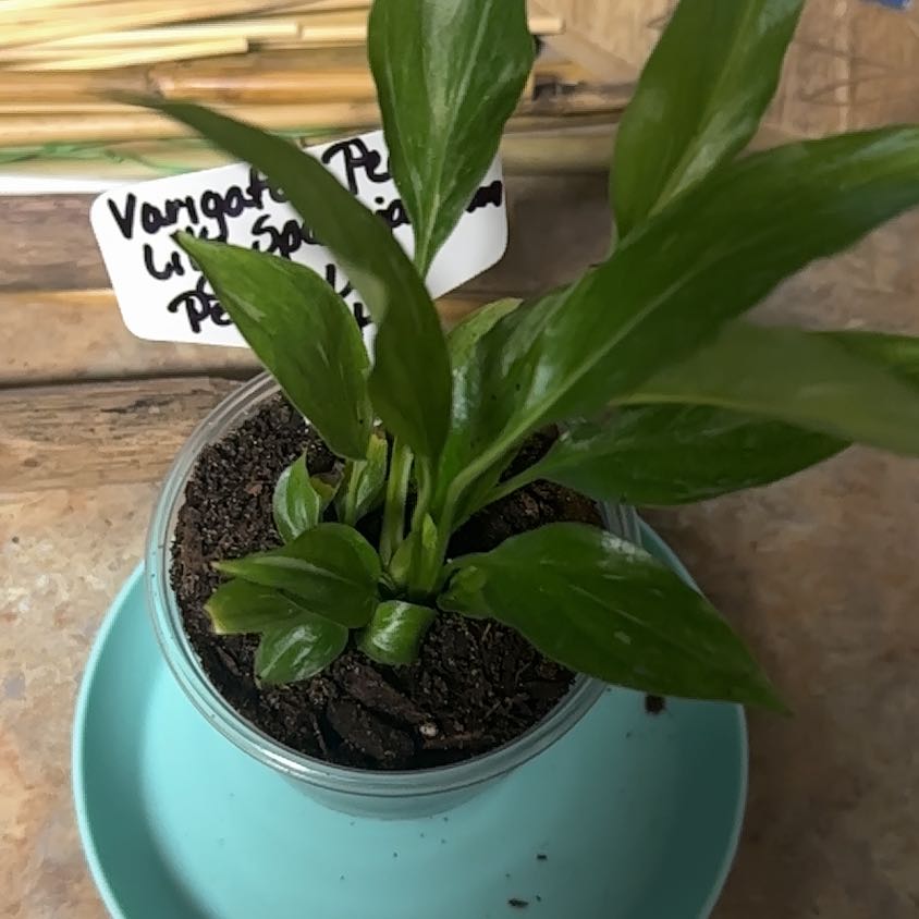 Photo of the plant species Varigated Peace Lilly by @GrownNeonpothos named Tolkien on Greg, the plant care app