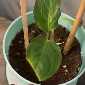 Photo of the plant species Dieffenbachia 'Cool Beauty' by @GrownNeonpothos named Sahara on Greg, the plant care app