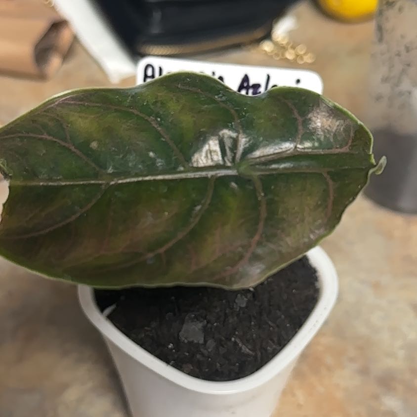 Photo of the plant species Red Mambo by @GrownNeonpothos named Maya on Greg, the plant care app