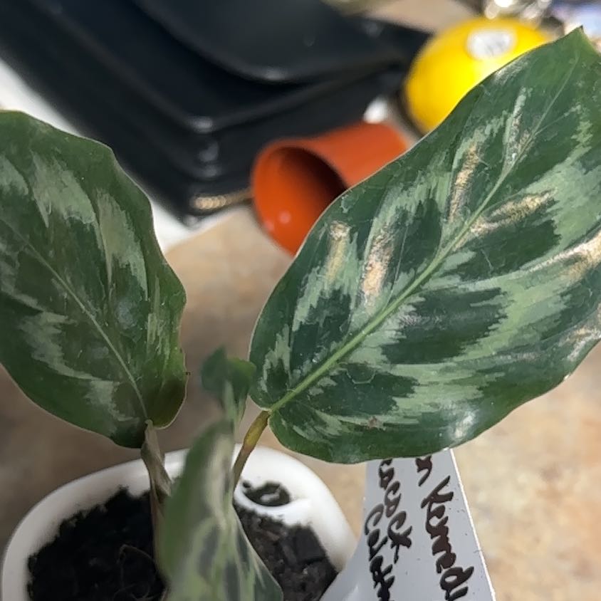 Photo of the plant species Calathea 'Helen Kennedy' by @GrownNeonpothos named Kesha on Greg, the plant care app