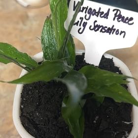 Photo of the plant species Varigated Peace Lilly by @GrownNeonpothos named Kylie on Greg, the plant care app