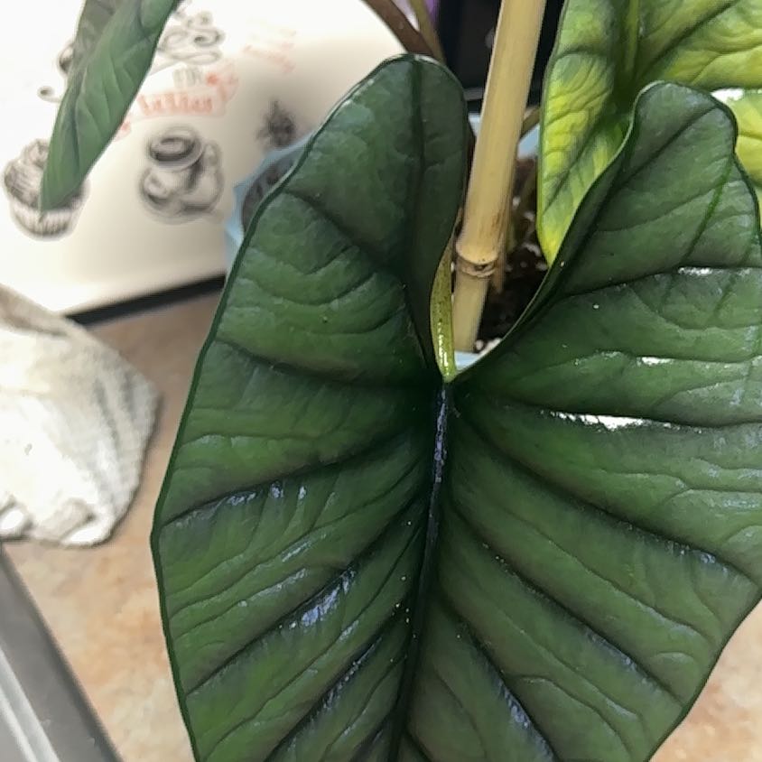 Photo of the plant species alocasia nebula by @GrownNeonpothos named Ronaldo on Greg, the plant care app