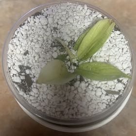 Photo of the plant species Philodendron ghost Mint by @GrownNeonpothos named Forrest on Greg, the plant care app