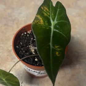 Photo of the plant species Africian Black Mask by @GrownNeonpothos named Dax on Greg, the plant care app
