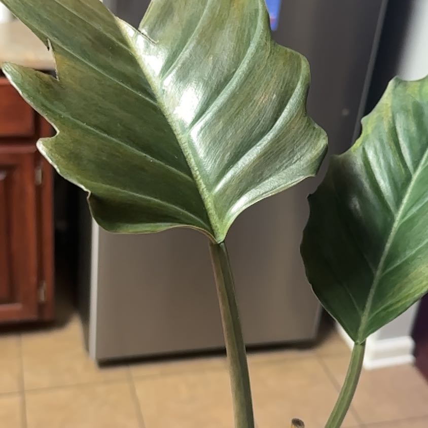 Photo of the plant species Philodendron Caramel Pluto by @GrownNeonpothos named Planty on Greg, the plant care app