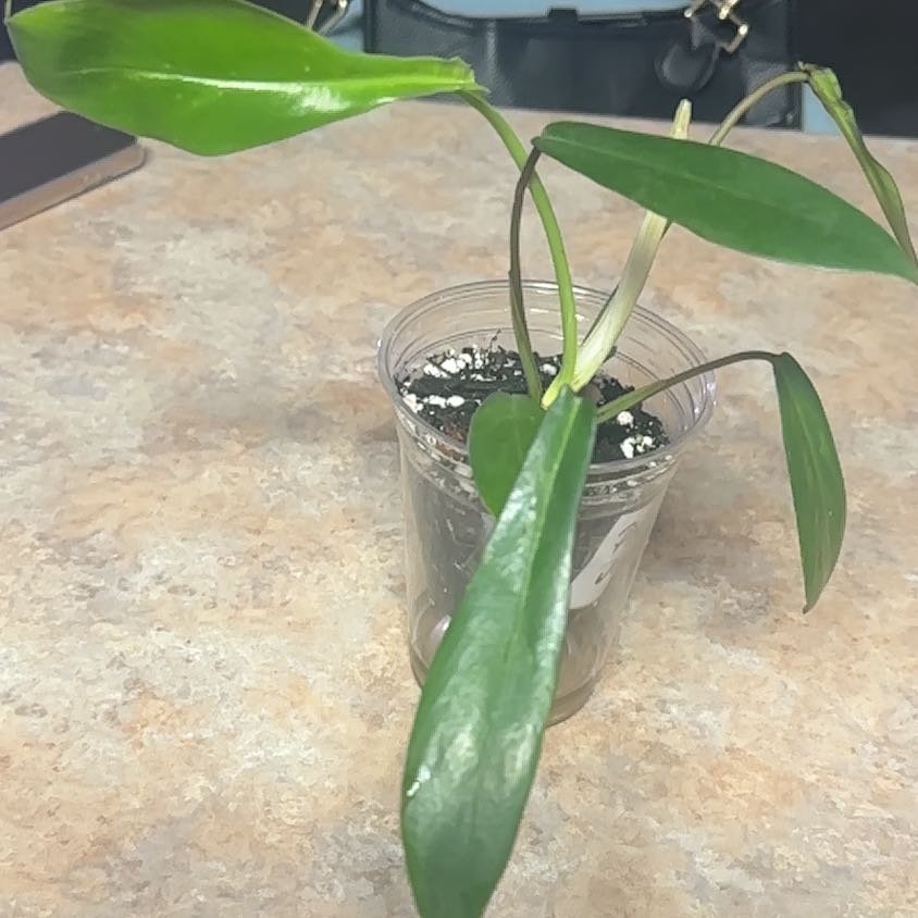 Photo of the plant species Philodendron x joepii by @GrownNeonpothos named Elle on Greg, the plant care app