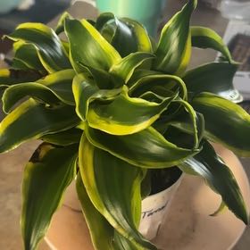 Photo of the plant species Dracaena Tornado Twisted by @GrownNeonpothos named Darwin on Greg, the plant care app