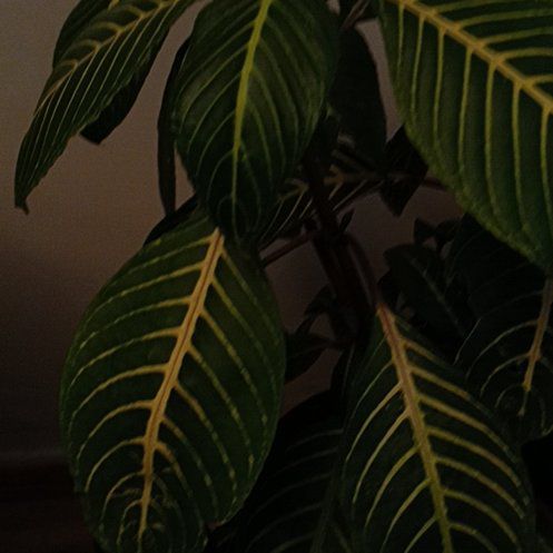 Photo of the plant species Sanchezia by @SizzlingHeather named Clooney on Greg, the plant care app