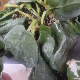 Photo of the plant species Silver Splash Pothos by @AvidPumpkinash named Captain Plant-it on Greg, the plant care app