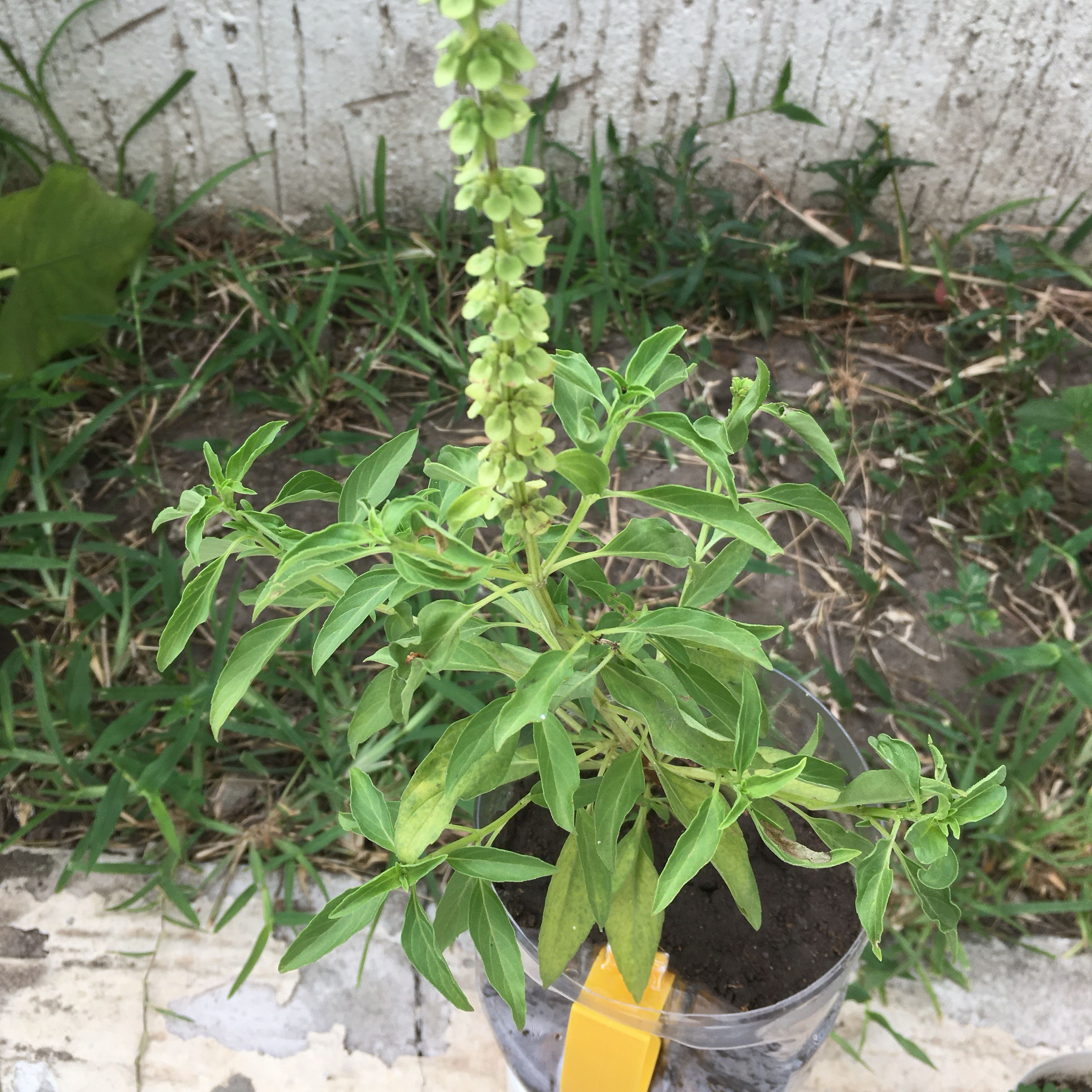 Photo of the plant species African Basil by @ImmenseWildlime named Sol on Greg, the plant care app