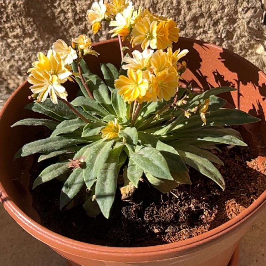 Photo of the plant species Longleaf Lewisia by @WiseHomalosorus named Sonora on Greg, the plant care app