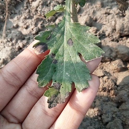Photo of the plant species Downy Oak by @InnocentAlbo83 named Madonna on Greg, the plant care app