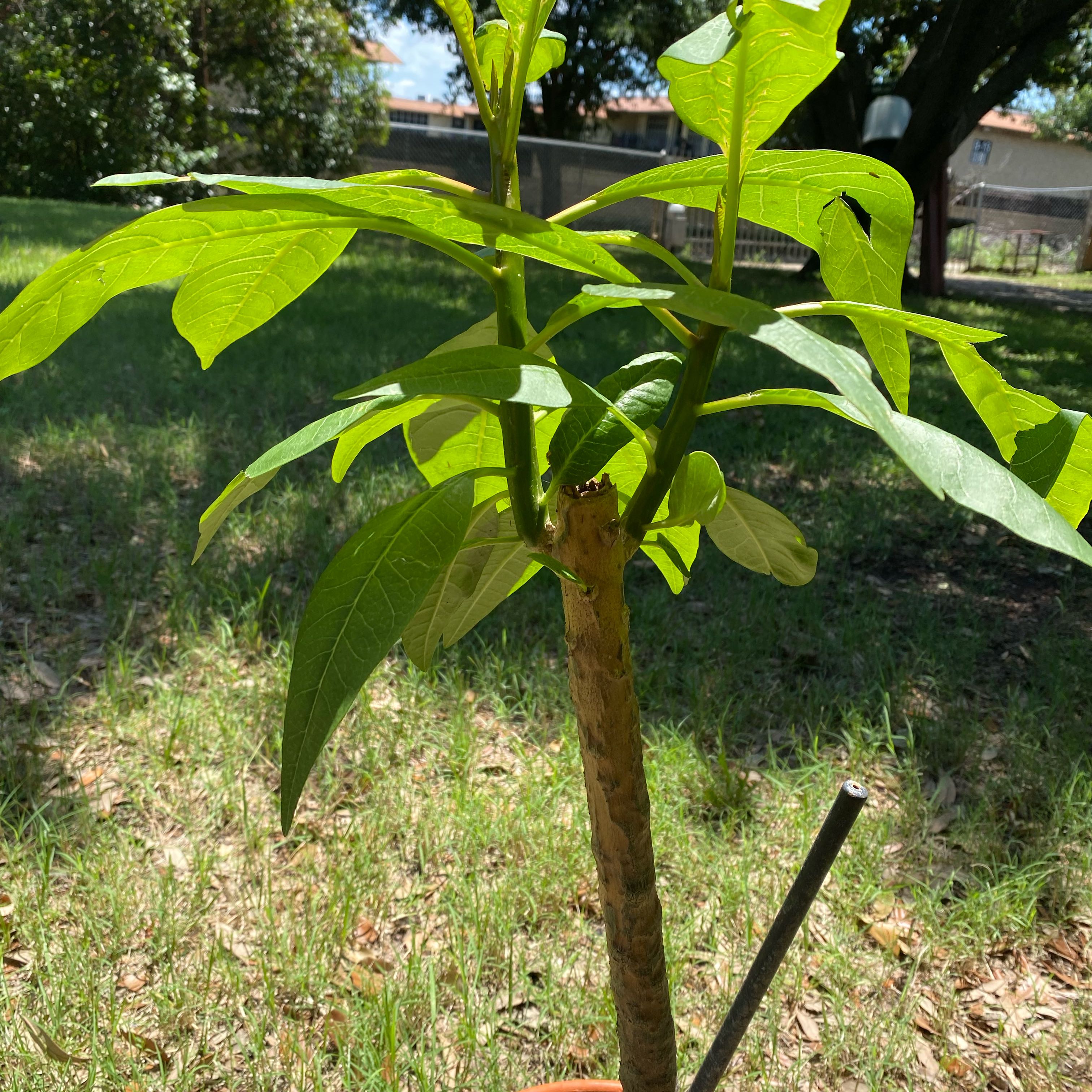 Photo of the plant species PLUMERIA by @CozyGermaniris named Queen on Greg, the plant care app