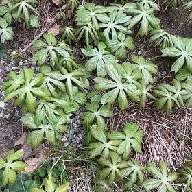 Photo of the plant species Winter Aconite by @ResoluteMexico named Eva on Greg, the plant care app