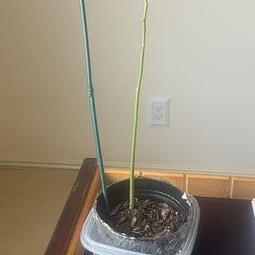 Plant care for Benzoil Tree on Greg, the plant care app